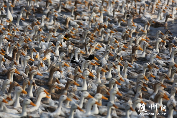 ���ɽ�羰��������ũ�������չˮ����ֳ