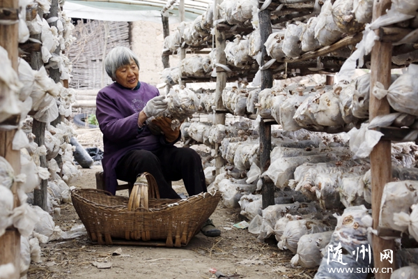 �����������ũ�����÷�ǰ�ݺ�չ�����㹽��ֲ