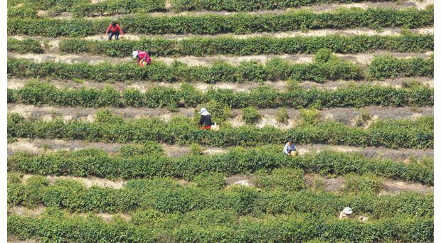 ����ɽ�ϲɲ�æ