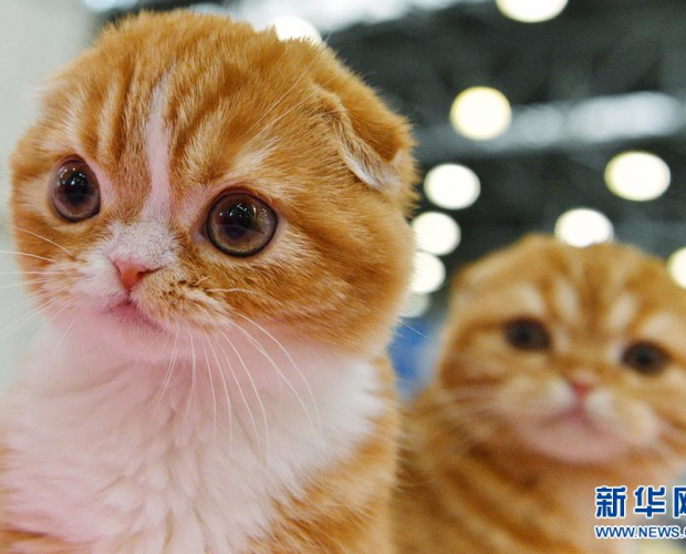 Ī˹�ƹ��ʳ���èչ