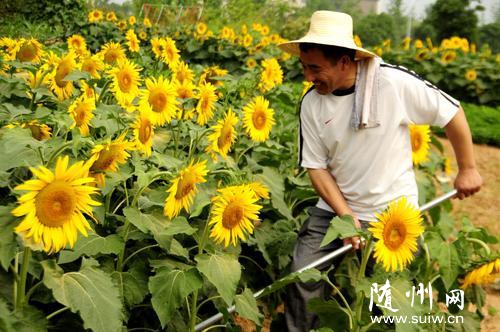 ����ũ�����ú��ء��߽ǵ���ֲ���տ�