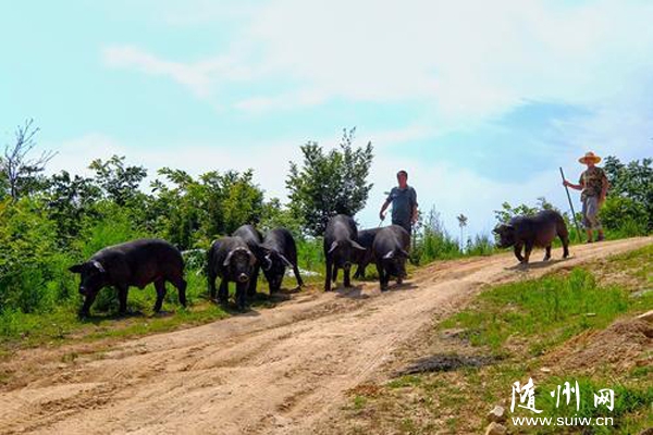 ���زݵ��������Ӵ�����������Դ��ֳ��̬����