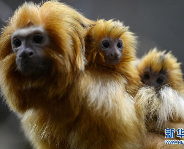 ����԰����³�Ա