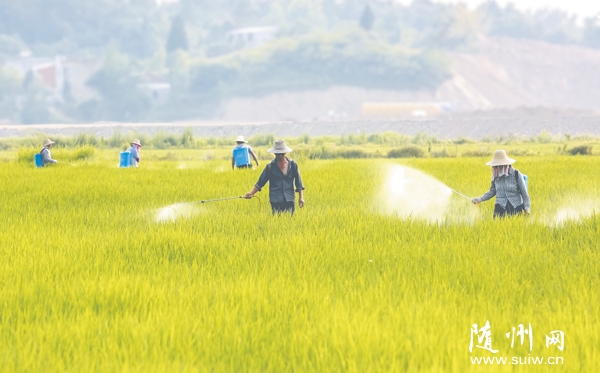 ε𻪴ũץʱʩũҩԤ溦