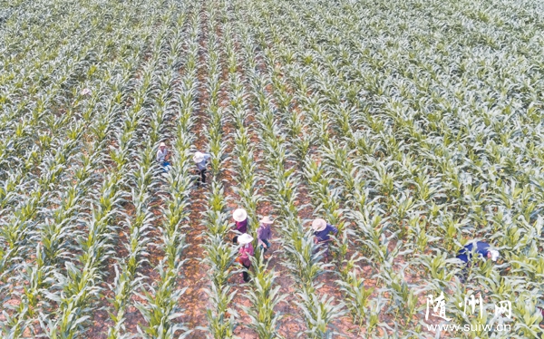 ׼׸߲ʾƬÿ˫꼼