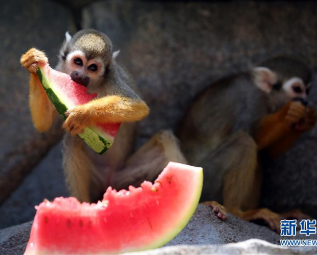 ����Ȫ�ݣ��Ⱥ�����