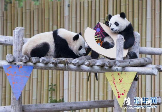 ���ô����������̥����è������������