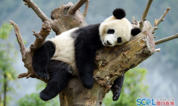 ����è��������ʱ��