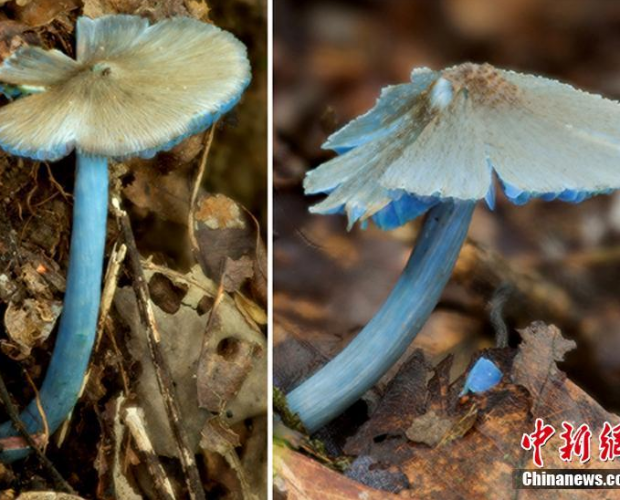 ���������Ա���Ϸ��֡������㹽�������³�Ա