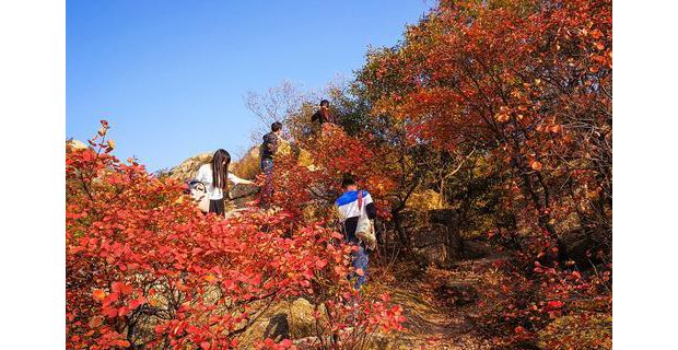 ��ɽ��Ҷӭ����ѹ�����