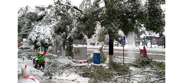 ԰�ֹ����������ϻ�ѩ�ͱ�ѩѹ�ϵ���֦