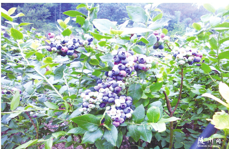 �򸣵�ũ����ݮ��ֲ������׼��ƶ