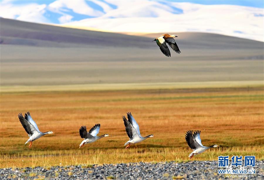 �ҹ�ʪ�����8��Ķ λ���������