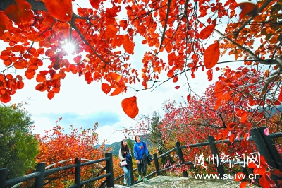 ������19����Ҷ���͵��ŵ����Ҷ��ɨ��