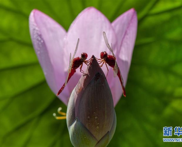 ���ѡ�����ͷ