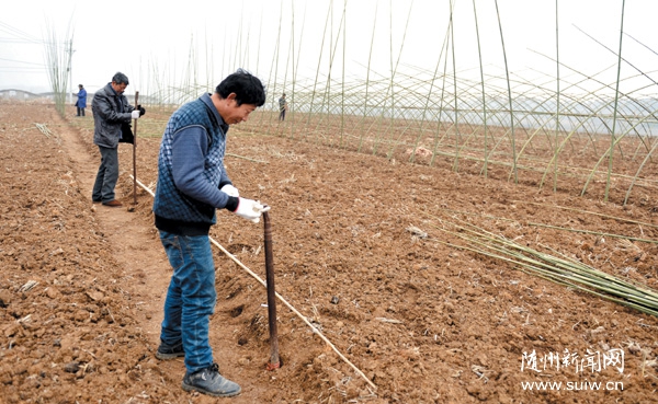 ������ֲ