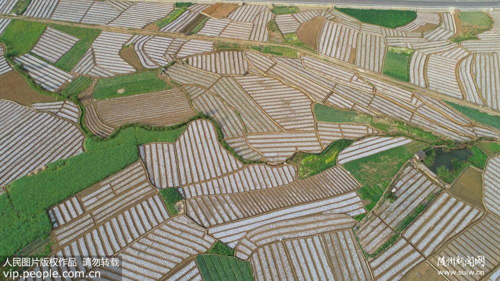 ������ƽ��ũ��æ�� ����续