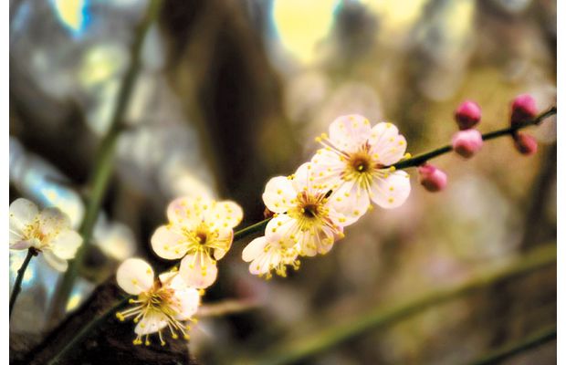 ÷�����Ŵ�����