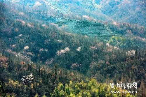 ��������ɽҰӣ��һƬ����