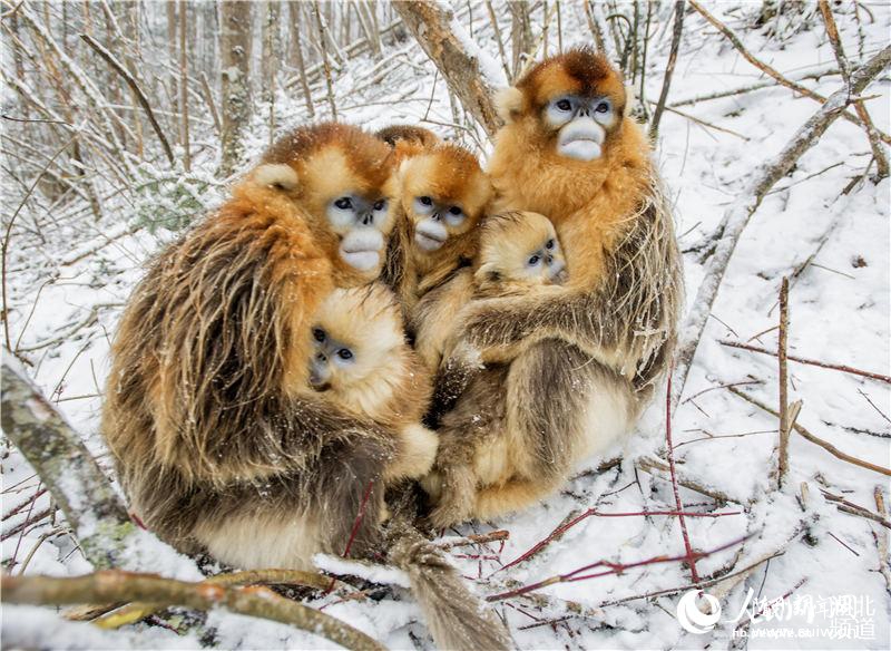 ������ũ��ϲ��9ֻ��˿�ﱦ��