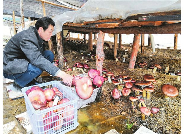 ��ֲ�칽ϲ�����