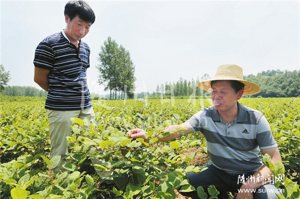 ������ҩ����ֲ�ݴ���