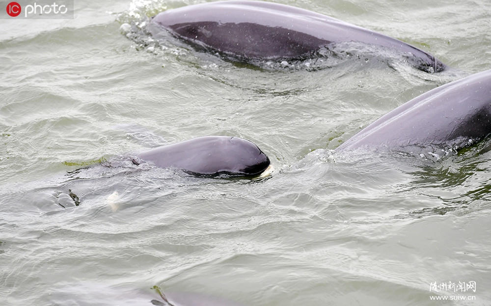 ����ͭ�꽭������Ա�ػ�11ͷ��ˮ�д���è��