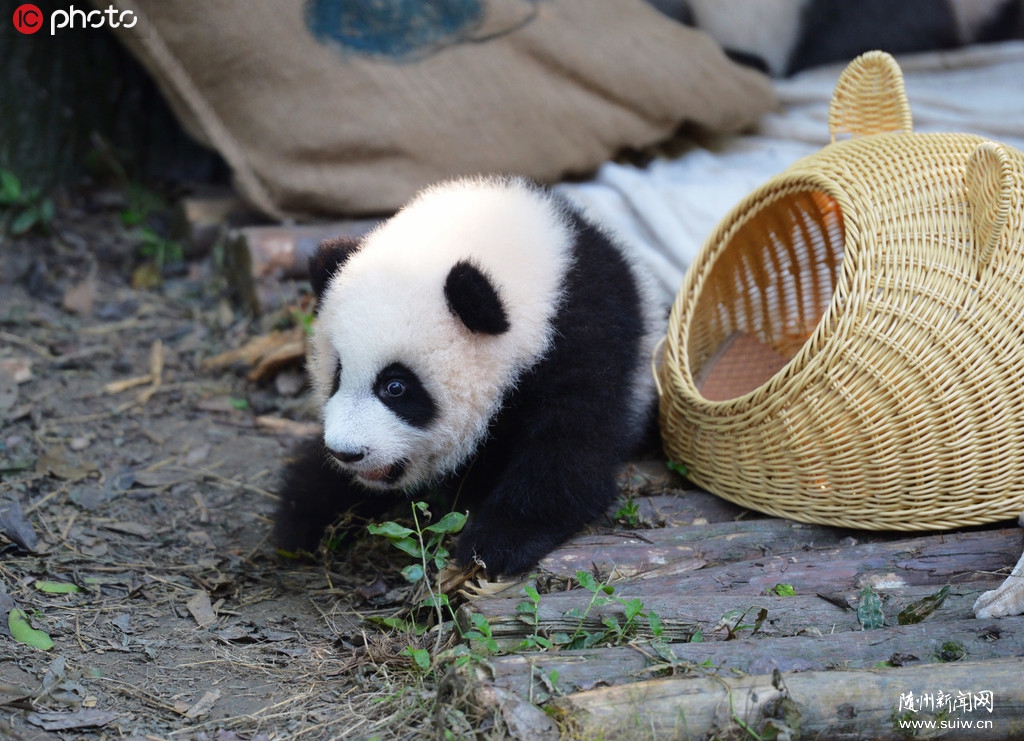 �ɶ�����è������������� ��Ƥ�ɰ��ȷ�����