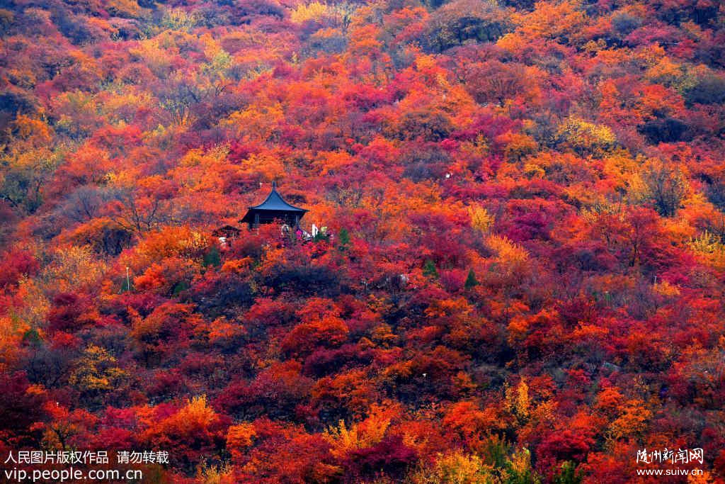 ������Ҷ�����ˡ� �����������