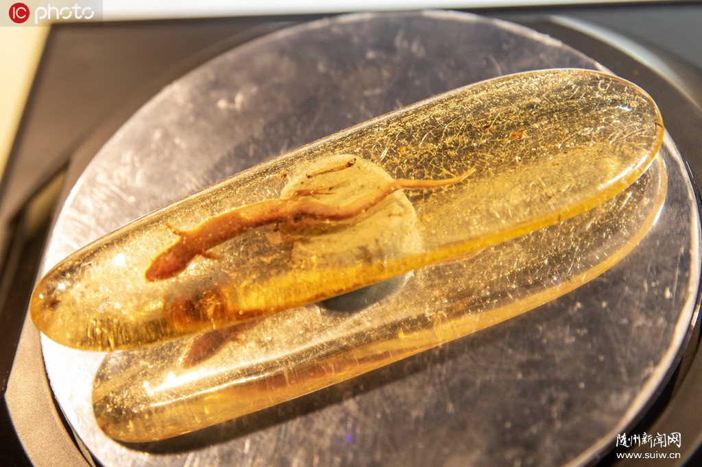 �����������ˮ�����滯ʯ����2019�Ϻ�������