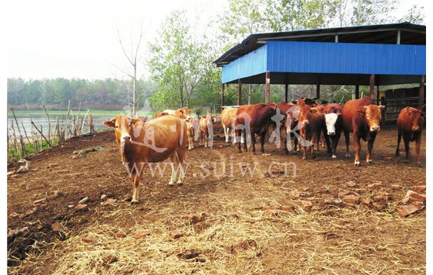 ��չ��ֳ �¸�����