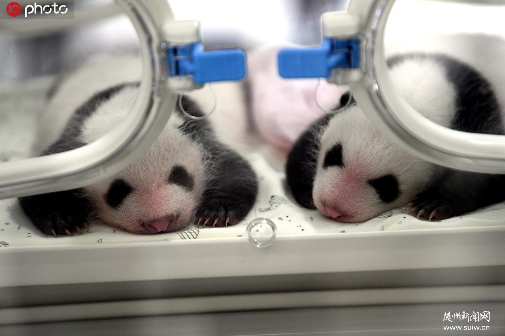 ȫ��Ȧ������è�����ﵽ600ֻ �ɳ�����չ��Ȧ����Ⱥ�����γ�