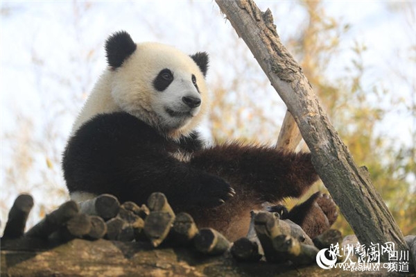 ȫ�����è���к�������������è���Ŀ�������