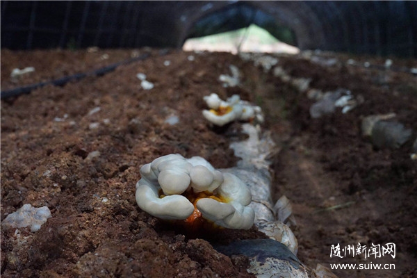 ���������ǵ�С���������ɽ�������������