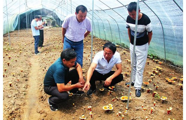 ������֥��ֲ֪ʶ