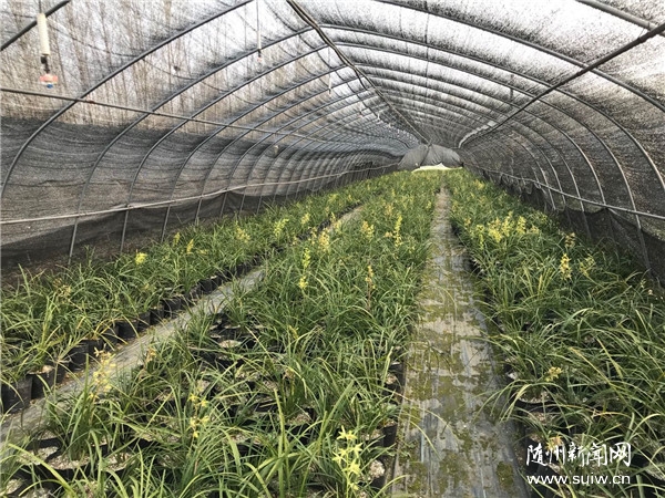 ������ɽ⡰������