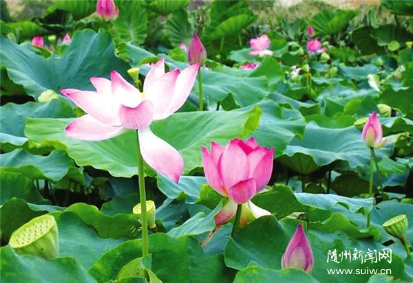 ��������塿��կ���Ŵ�:��������񸻵ġ����š�