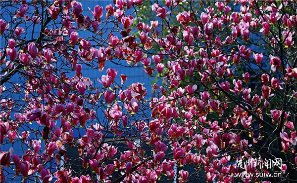 ���ݣ�������������Ũ