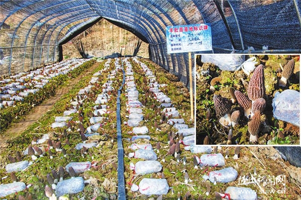 ҫ�˴���ֲ���أ���Ǿ�ϲ�����