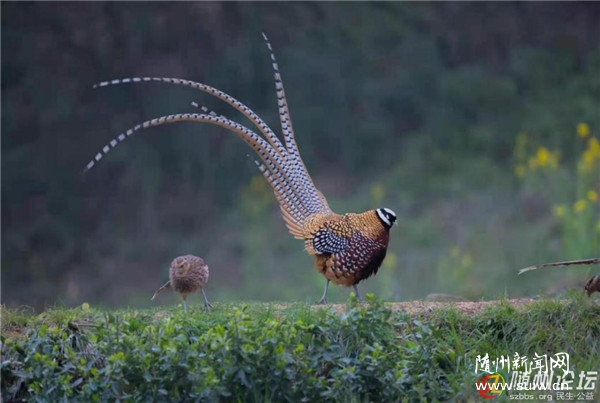 ����ʡ����ʮ�Ÿ��������ܡ����������࣬���������г��������԰