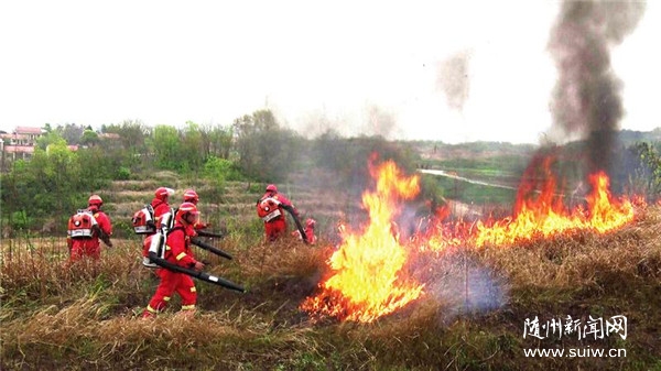 ɭ�ַ���Ӧ������