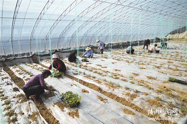 �����߲���ֲæ