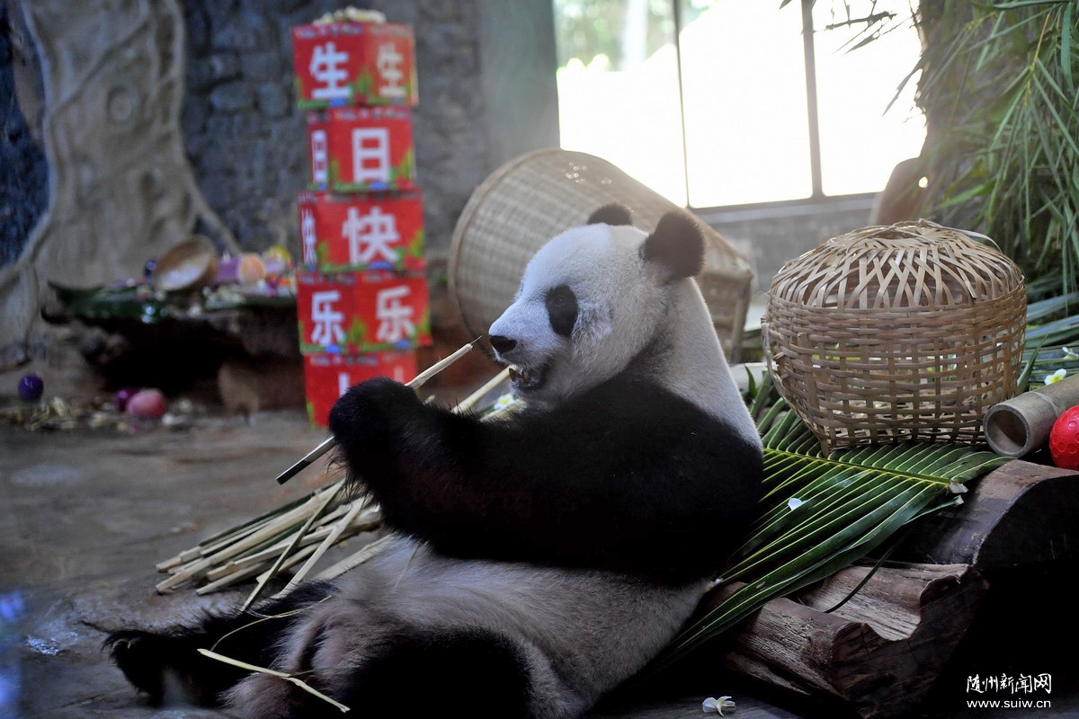 ���ڣ�����è������