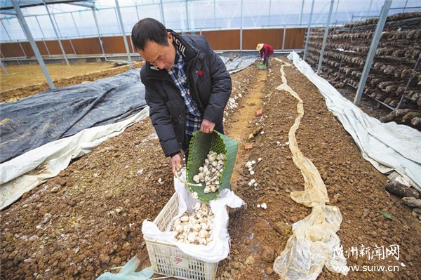 ̽��ʳ�þ���ֲģʽ