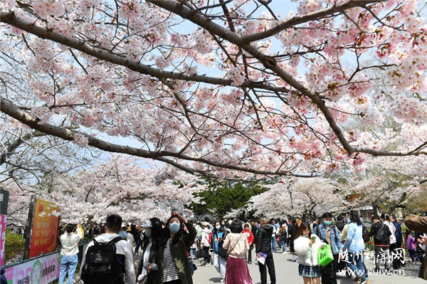 ɽ���ൺ��ӣ��ʢ�� ����������