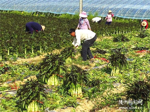 ���ݰ����߲˳�Ԯ�Ϻ�