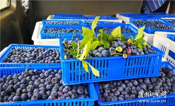 ��ɫ���������ա����������������������ٽ��������