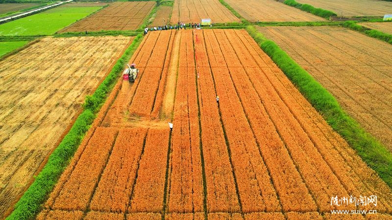 �ε���������С����ֲ����ϲӭ����