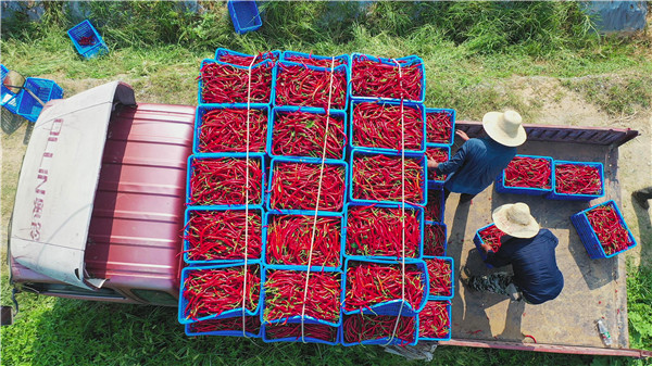 ƷԴ��˾��չ������ũҵ�������������̽��