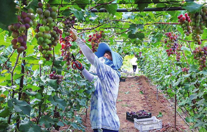 ��������ѡ������ժ